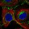 CTL2 antibody, HPA070799, Atlas Antibodies, Immunocytochemistry image 