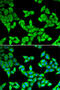 Cytokine Induced Apoptosis Inhibitor 1 antibody, 22-138, ProSci, Immunofluorescence image 