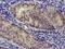 Nudix Hydrolase 6 antibody, MA5-25396, Invitrogen Antibodies, Immunohistochemistry paraffin image 