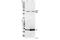 Heat Shock Protein Family B (Small) Member 1 antibody, 2405S, Cell Signaling Technology, Western Blot image 