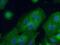 CD55 Molecule (Cromer Blood Group) antibody, 26580-1-AP, Proteintech Group, Immunofluorescence image 