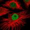 Homeobox protein Meis1 antibody, HPA056000, Atlas Antibodies, Immunofluorescence image 
