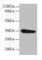 Tissue Specific Transplantation Antigen P35B antibody, CSB-PA00935A0Rb, Cusabio, Western Blot image 