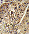 Kynurenine 3-Monooxygenase antibody, LS-C165595, Lifespan Biosciences, Immunohistochemistry frozen image 