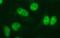 PMS1 Homolog 2, Mismatch Repair System Component antibody, MA5-26269, Invitrogen Antibodies, Immunocytochemistry image 