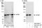 Eukaryotic Translation Initiation Factor 2B Subunit Epsilon antibody, A302-556A, Bethyl Labs, Western Blot image 