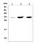 TNF Receptor Superfamily Member 18 antibody, A03125-3, Boster Biological Technology, Western Blot image 