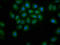 Phosphodiesterase 9A antibody, LS-C672202, Lifespan Biosciences, Immunofluorescence image 