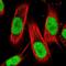 Zinc Finger Protein 521 antibody, NBP1-84883, Novus Biologicals, Immunofluorescence image 