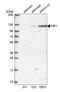 KRI1 Homolog antibody, HPA043110, Atlas Antibodies, Western Blot image 