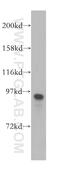 Intraflagellar Transport 88 antibody, 13967-1-AP, Proteintech Group, Western Blot image 