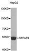 STEAP4 Metalloreductase antibody, MBS129482, MyBioSource, Western Blot image 