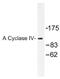 Adenylate Cyclase 4 antibody, AP01506PU-N, Origene, Western Blot image 