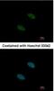 Splicing Factor 3a Subunit 2 antibody, NBP2-15106, Novus Biologicals, Immunocytochemistry image 