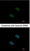 Splicing factor 3A subunit 2 antibody, NBP2-15106, Novus Biologicals, Immunocytochemistry image 