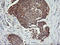 Dynamin 1 Like antibody, LS-C174711, Lifespan Biosciences, Immunohistochemistry paraffin image 