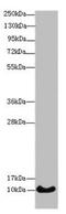 Histone Cluster 4 H4 antibody, CSB-PA010429LA01HU, Cusabio, Western Blot image 