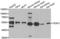 TEA Domain Transcription Factor 1 antibody, LS-C334933, Lifespan Biosciences, Western Blot image 