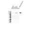 Collagen Type IV Alpha 5 Chain antibody, VPA00836, Bio-Rad (formerly AbD Serotec) , Western Blot image 