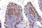 Cytochrome C Oxidase Subunit 4I1 antibody, A05442-2, Boster Biological Technology, Immunohistochemistry paraffin image 
