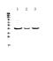 Lysophosphatidic Acid Receptor 6 antibody, A05725-1, Boster Biological Technology, Western Blot image 