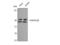 Glycogen Synthase Kinase 3 Alpha antibody, STJ93446, St John