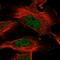 Adenosylmethionine Decarboxylase 1 antibody, HPA029281, Atlas Antibodies, Immunofluorescence image 