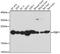 Phosphatidylethanolamine Binding Protein 1 antibody, 13-208, ProSci, Immunofluorescence image 