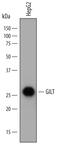 IFI30 Lysosomal Thiol Reductase antibody, AF7715, R&D Systems, Western Blot image 