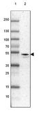 RUNX Family Transcription Factor 3 antibody, NBP2-38863, Novus Biologicals, Western Blot image 