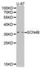 Sodium Voltage-Gated Channel Beta Subunit 4 antibody, abx001766, Abbexa, Western Blot image 