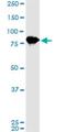 Leucine Zipper And EF-Hand Containing Transmembrane Protein 1 antibody, H00003954-M02, Novus Biologicals, Western Blot image 
