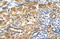 Regulator Of G Protein Signaling 10 antibody, orb330265, Biorbyt, Immunohistochemistry paraffin image 