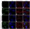 Cyclin Dependent Kinase 4 antibody, 702556, Invitrogen Antibodies, Immunofluorescence image 