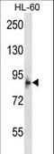 Microcephalin 1 antibody, LS-C164101, Lifespan Biosciences, Western Blot image 
