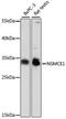 NSE1 Homolog, SMC5-SMC6 Complex Component antibody, 16-350, ProSci, Western Blot image 