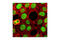 MutS Homolog 6 antibody, 3996P, Cell Signaling Technology, Immunofluorescence image 