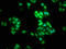 Nucleolar Protein 3 antibody, LS-C370045, Lifespan Biosciences, Immunofluorescence image 