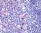 Integral membrane protein GPR137 antibody, NLS2059, Novus Biologicals, Immunohistochemistry paraffin image 