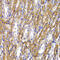 ATPase Na+/K+ Transporting Subunit Alpha 1 antibody, 23-248, ProSci, Immunohistochemistry frozen image 