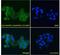 Asporin antibody, 42-732, ProSci, Immunofluorescence image 