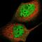 Ecdysoneless Cell Cycle Regulator antibody, PA5-52298, Invitrogen Antibodies, Immunofluorescence image 