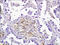 CDKN2A antibody, 251186, Abbiotec, Immunohistochemistry paraffin image 