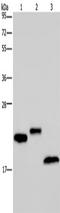 Epididymal Peptidase Inhibitor antibody, TA351163, Origene, Western Blot image 