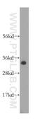 Mitochondrial Carrier 2 antibody, 16888-1-AP, Proteintech Group, Western Blot image 