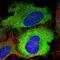 Transcription Factor 25 antibody, NBP1-92211, Novus Biologicals, Immunofluorescence image 