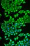 Prostaglandin E Synthase 3 antibody, LS-C333987, Lifespan Biosciences, Immunofluorescence image 