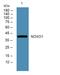 NADPH oxidase organizer 1 antibody, A05047-1, Boster Biological Technology, Western Blot image 