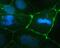 Claudin 4 antibody, 32-9400, Invitrogen Antibodies, Immunofluorescence image 