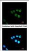 Mediator Complex Subunit 17 antibody, NBP2-17256, Novus Biologicals, Immunofluorescence image 